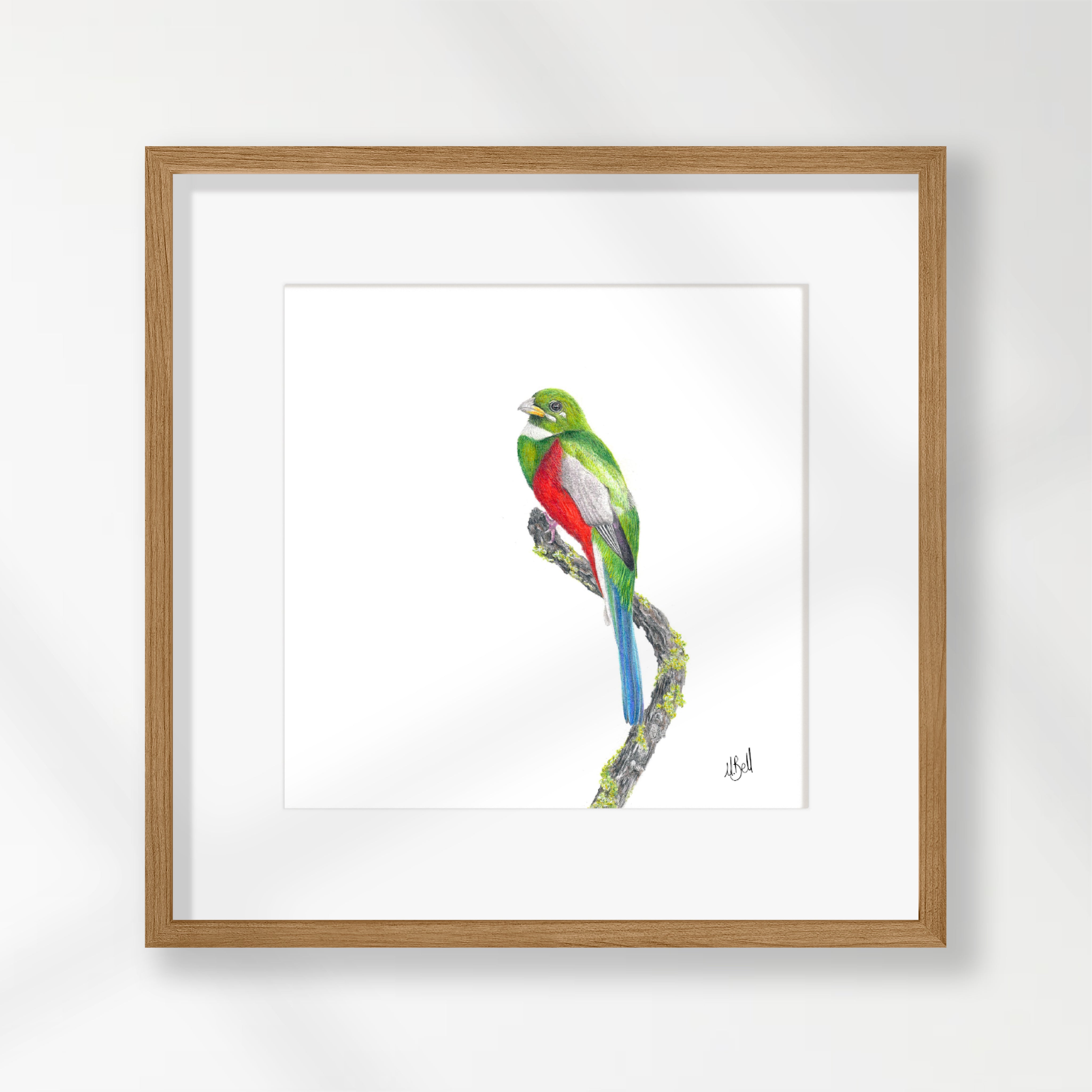 Narina Trogon - NT