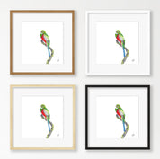 Narina Trogon - NT