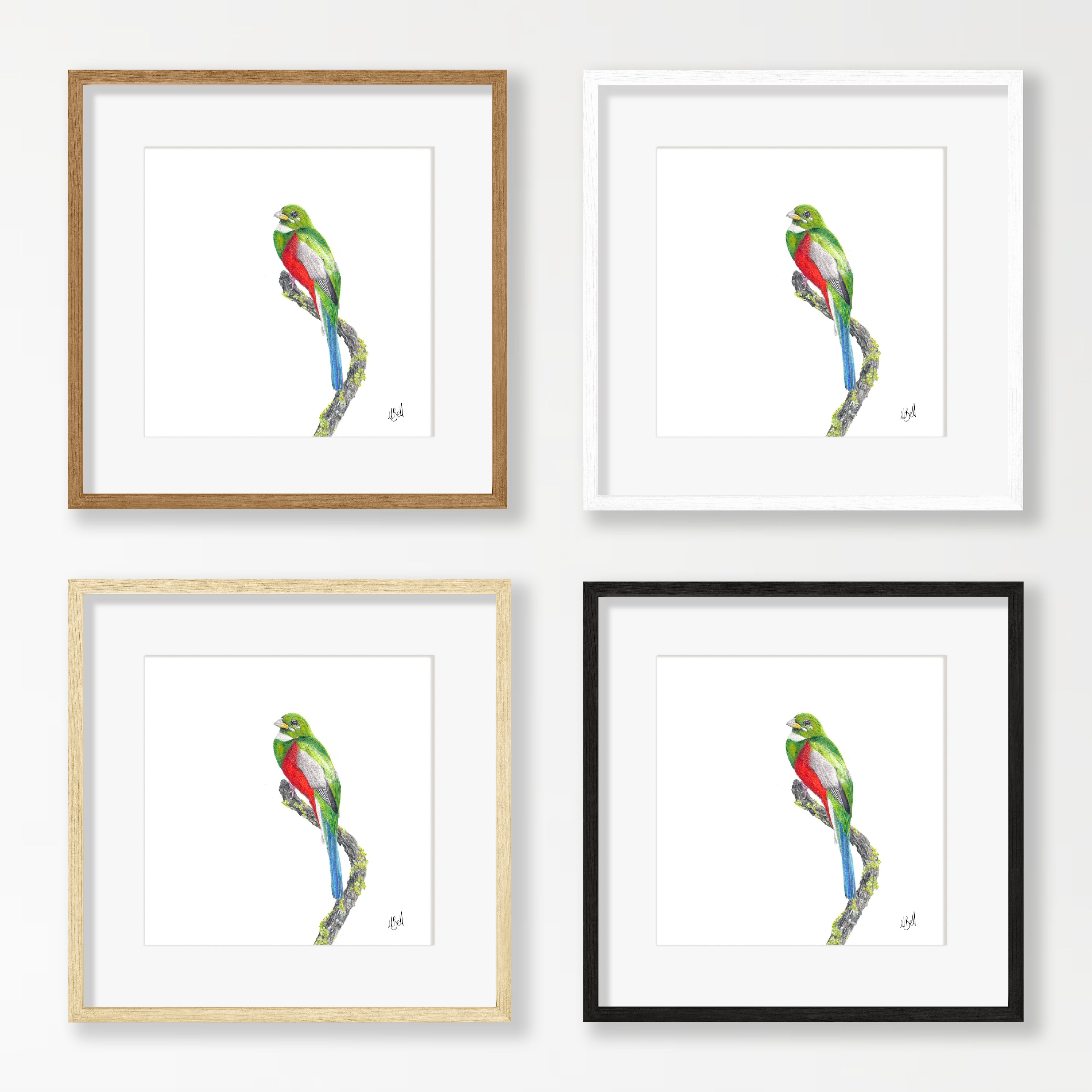 Narina Trogon - NT