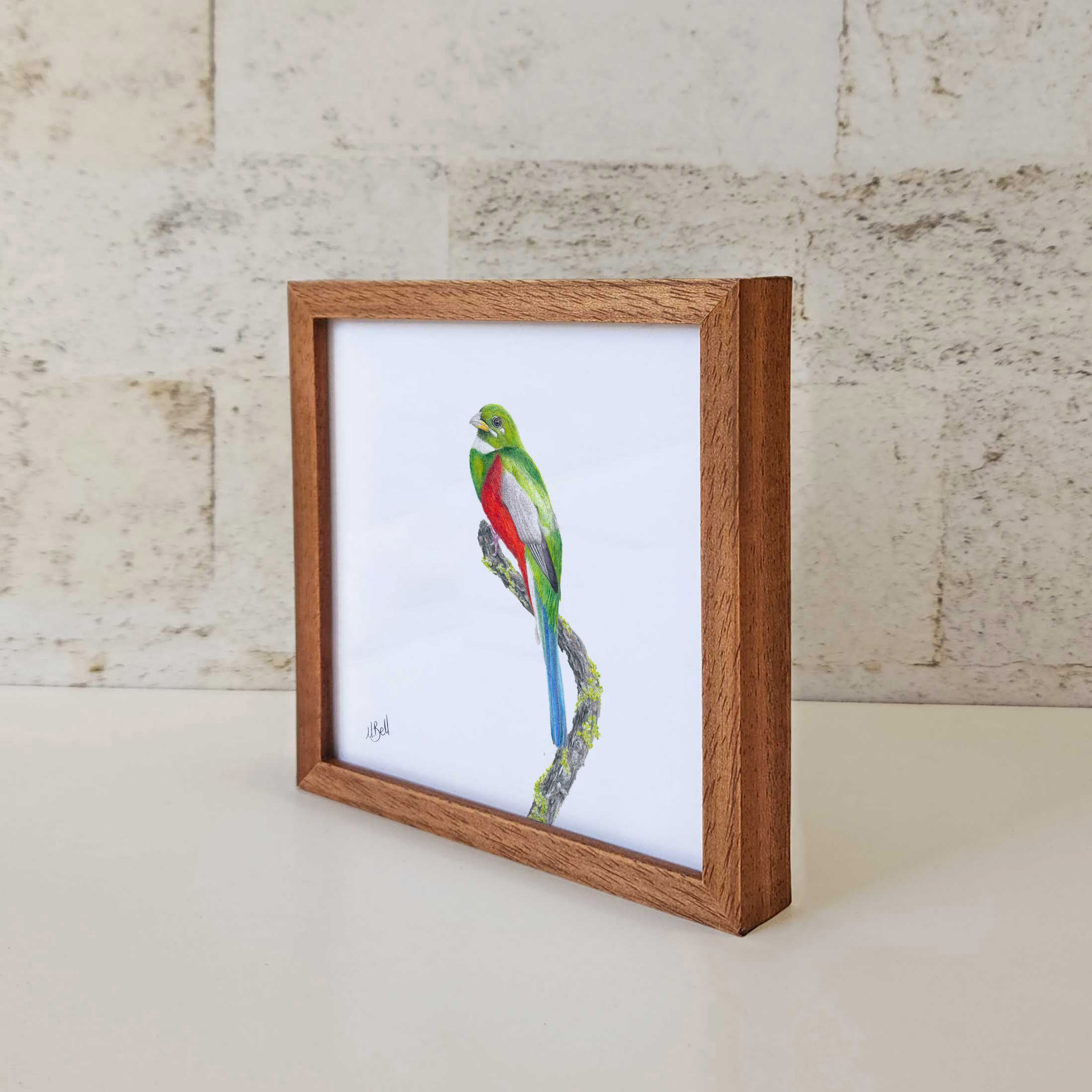 Kiaat wood framed miniature artwork of a Narina Trogon, part of wildlife artist Matthew Bell's birds of South Africa gallery