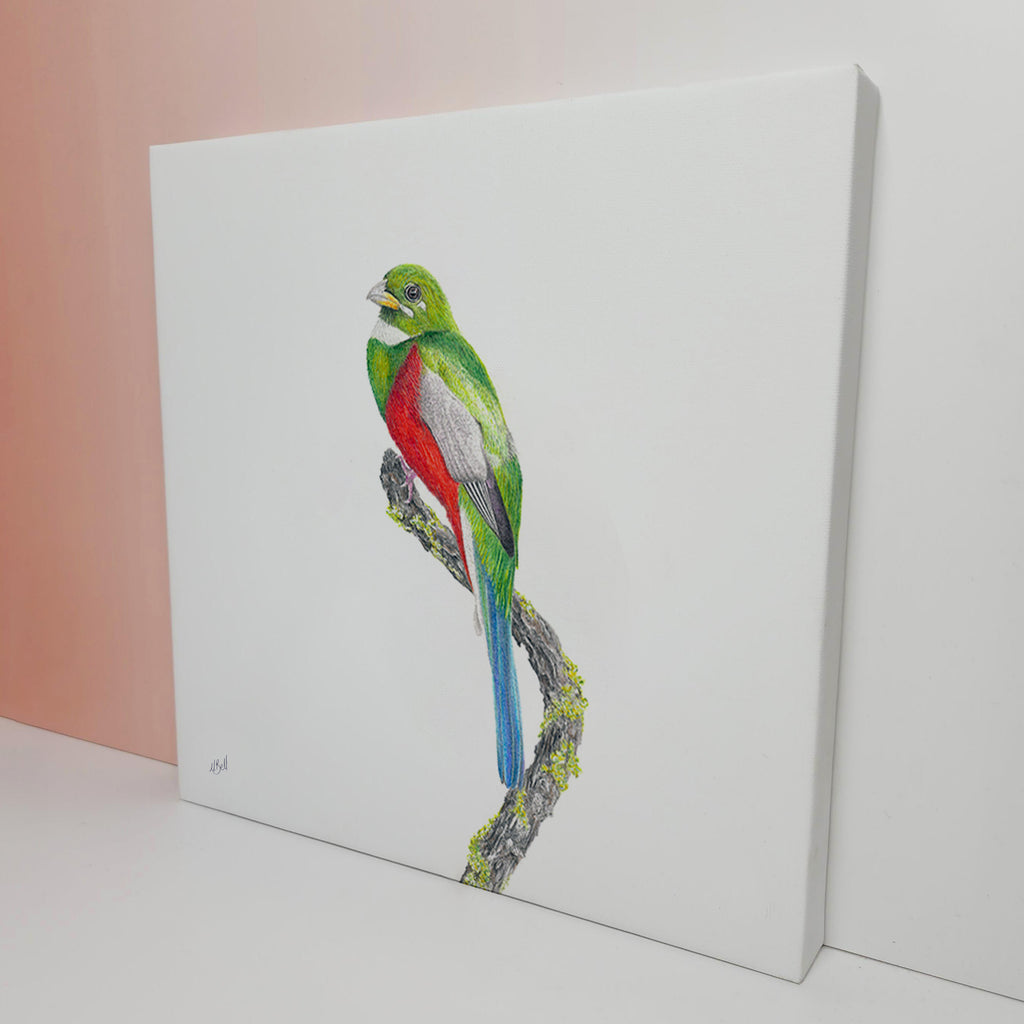 South African bird artwork on canvas, stretched on wooden frame by wildlife artist Matthew Bell of a Narina Trogon