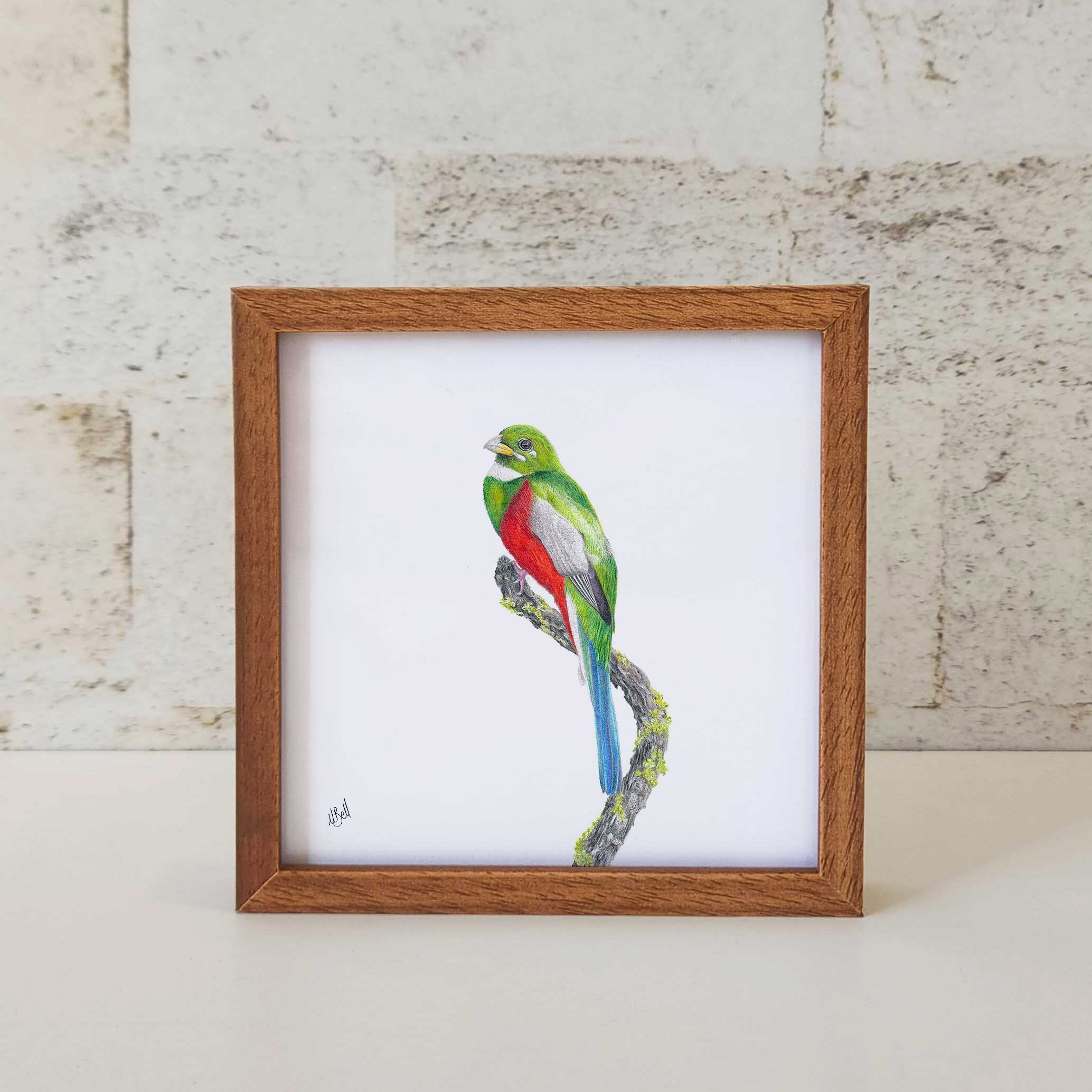 Kiaat wood framed miniature artwork of a Narina Trogon, part of wildlife artist Matthew Bell's birds of South Africa gallery