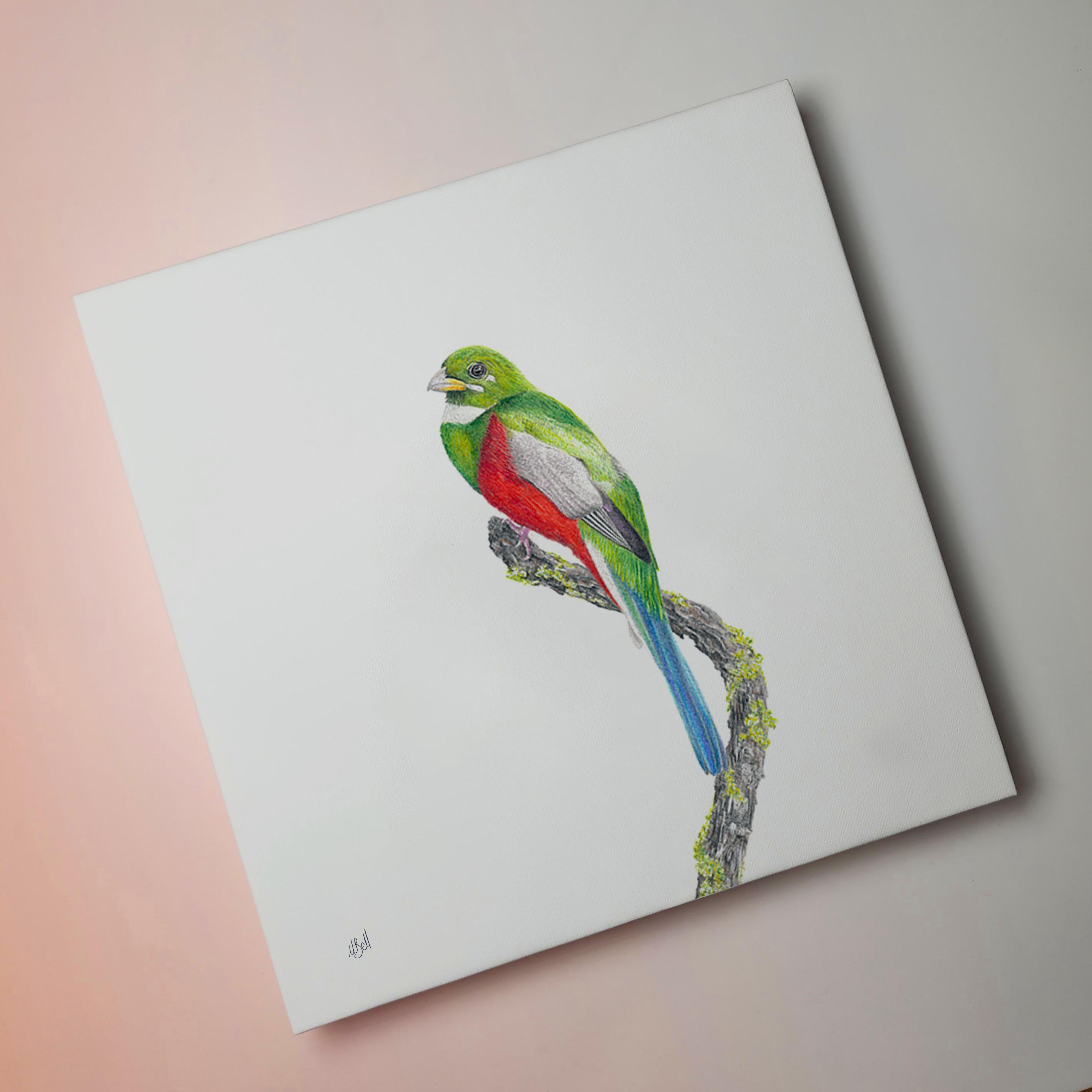 South African bird artwork on canvas, stretched on wooden frame by wildlife artist Matthew Bell of a Narina Trogon