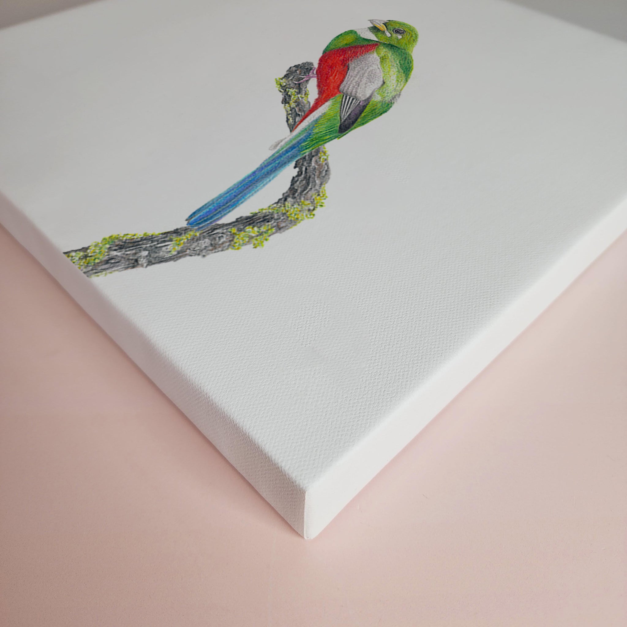 South African bird artwork on canvas, stretched on wooden frame by wildlife artist Matthew Bell of a Narina Trogon