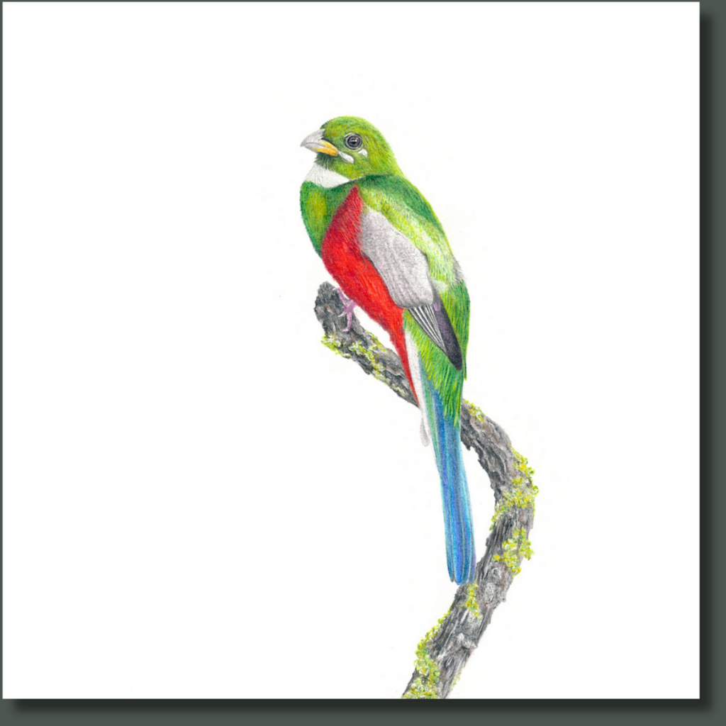 South African bird artwork on canvas, stretched on wooden frame by wildlife artist Matthew Bell of a Narina Trogon