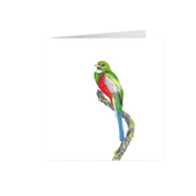 Narina Trogon Greeting Card - NT