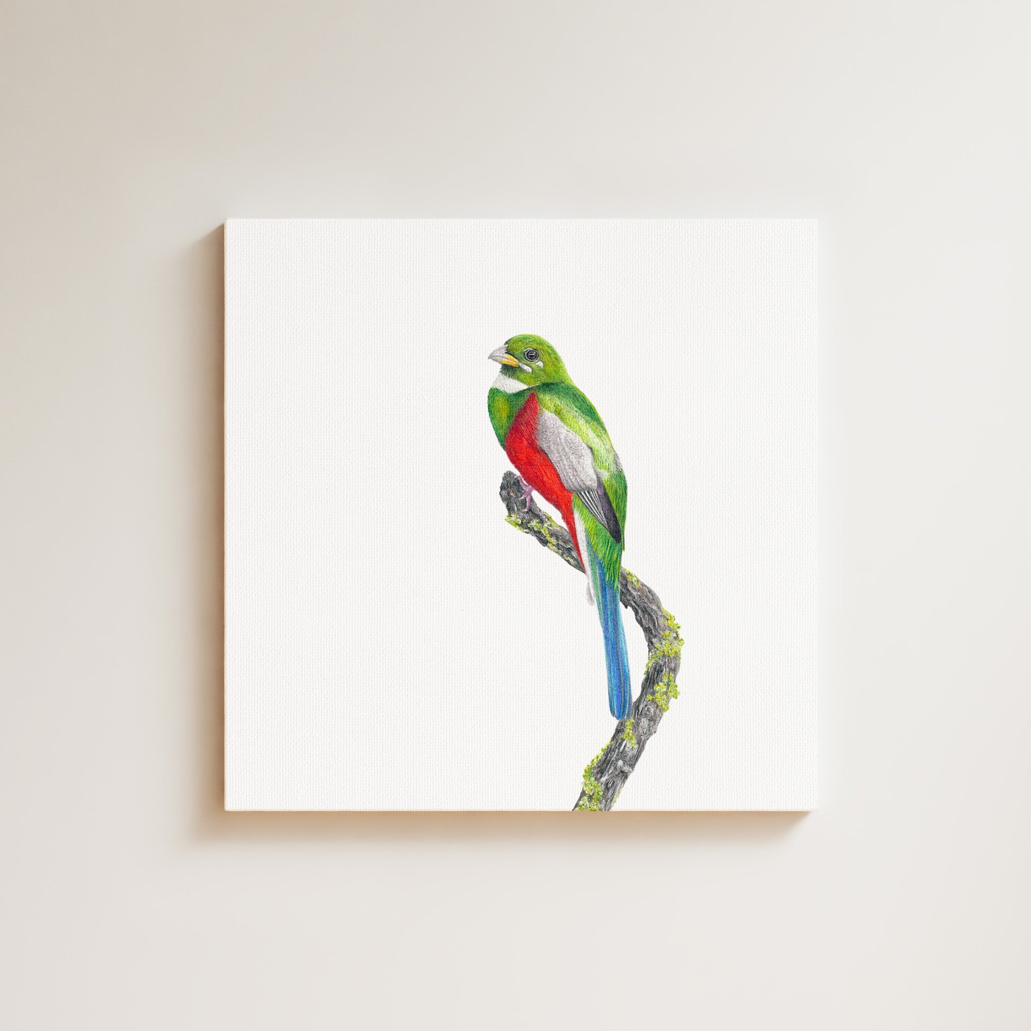 Narina Trogon drawing on canvas by South African wildlife artist Matthew Bell