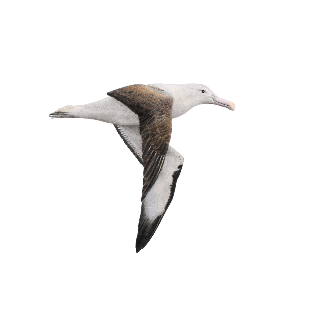 South African bird artwork, pencil drawing by Matthew Bell of a Northern Royal Albatross