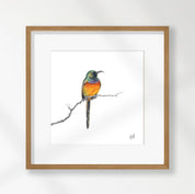 Orange Breasted Sunbird - OBS1