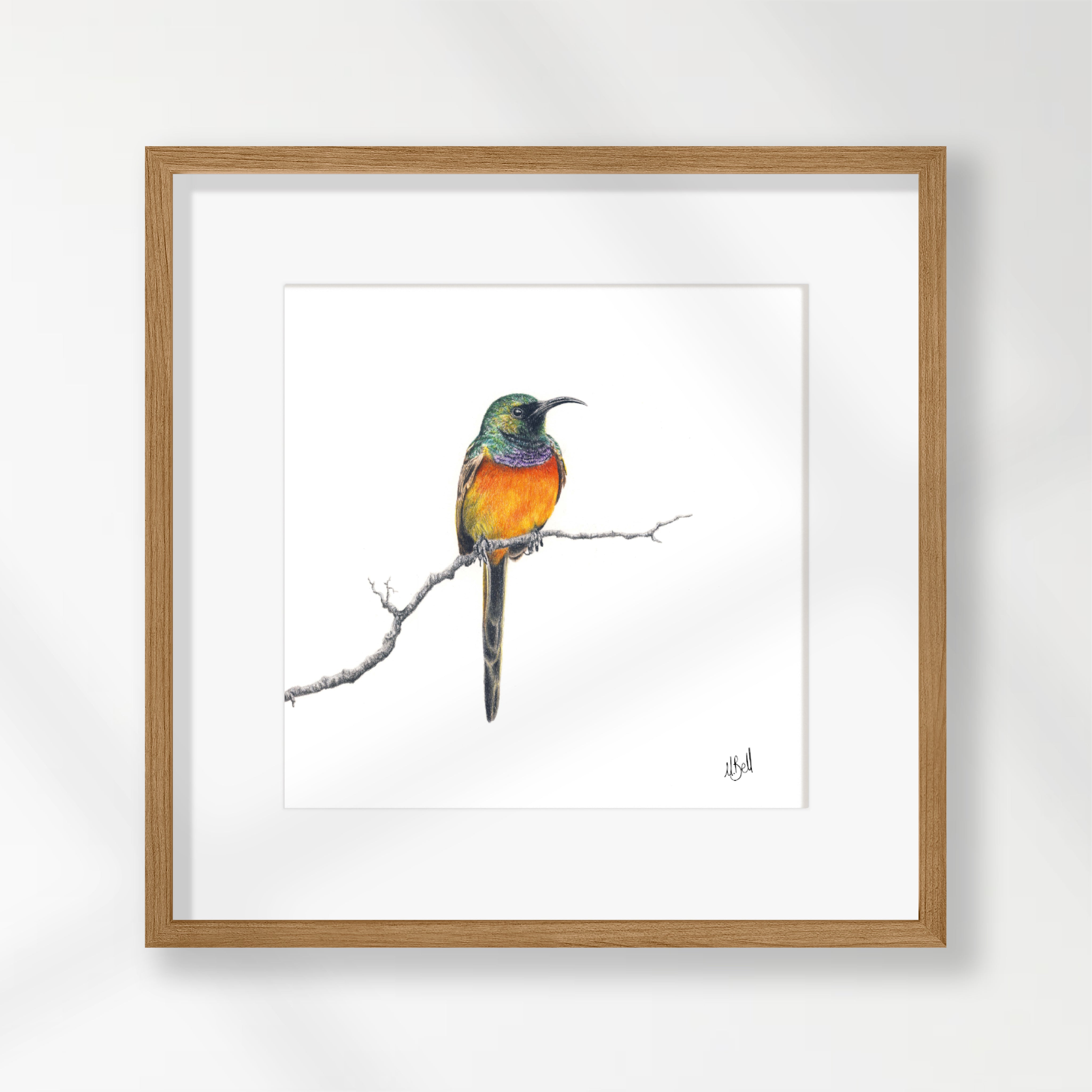 Orange Breasted Sunbird - OBS1