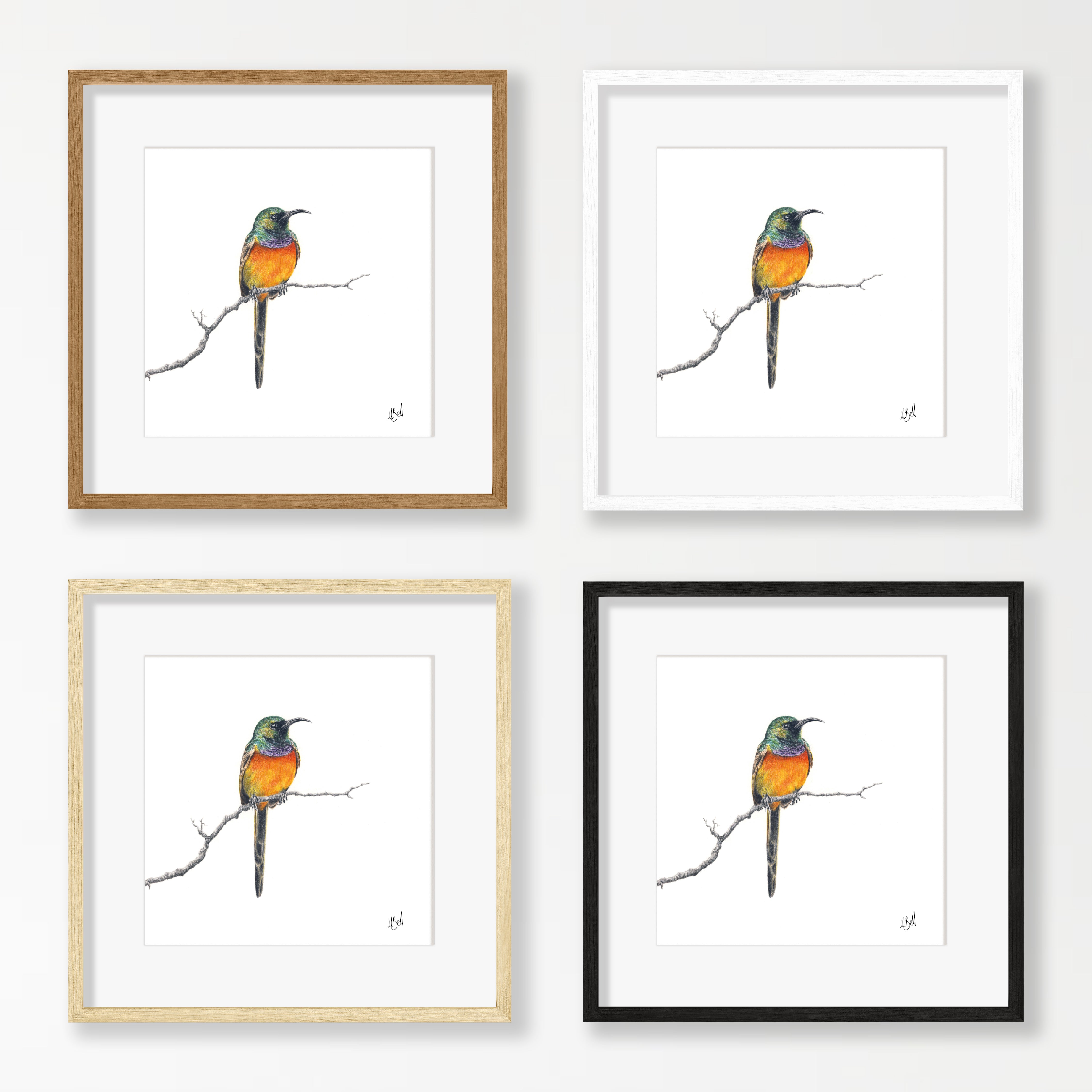 Orange Breasted Sunbird - OBS1 – Matthew Bell Wildlife Art