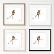 Orange Breasted Sunbird - OBS1