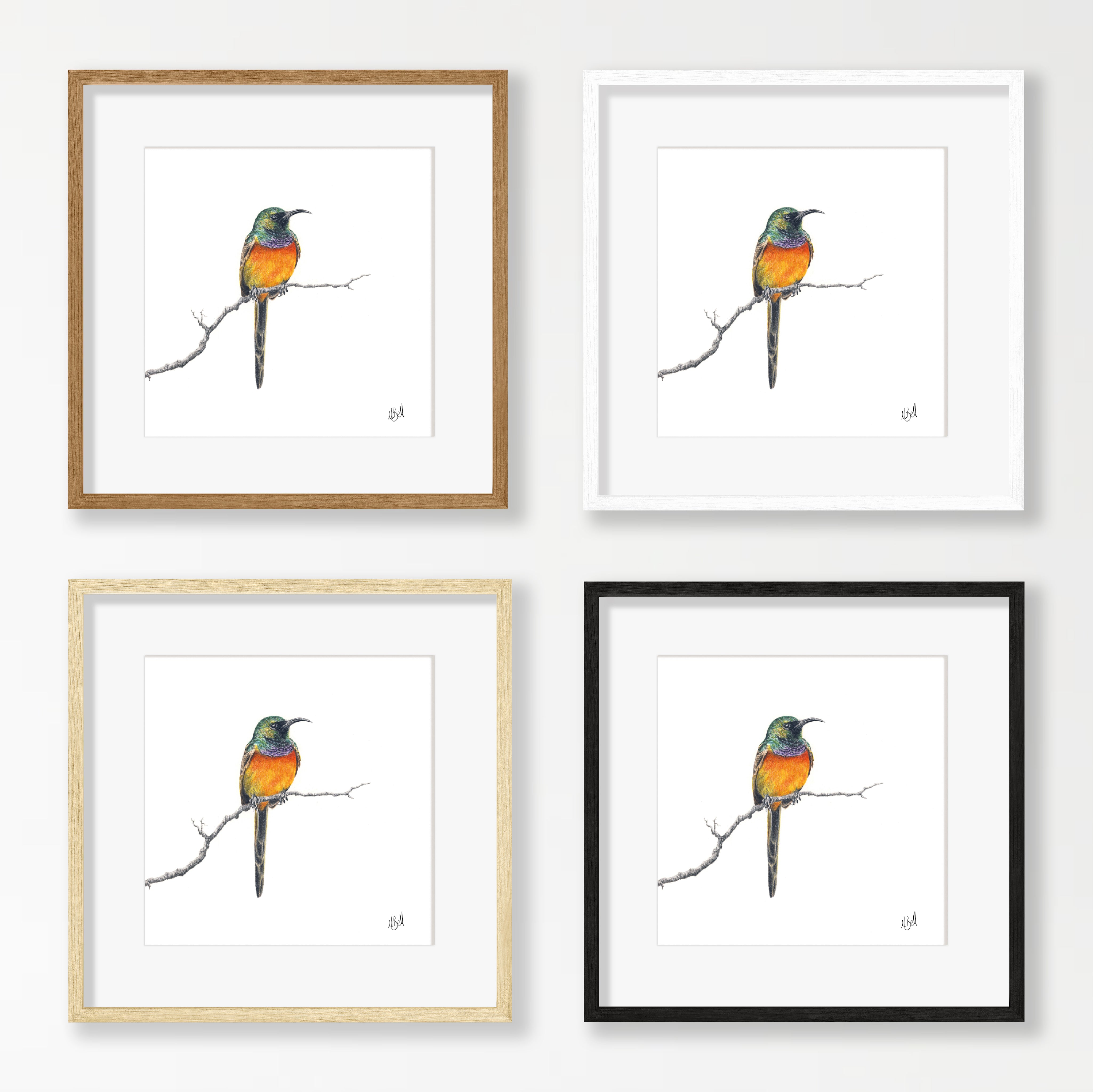 Orange Breasted Sunbird - OBS1