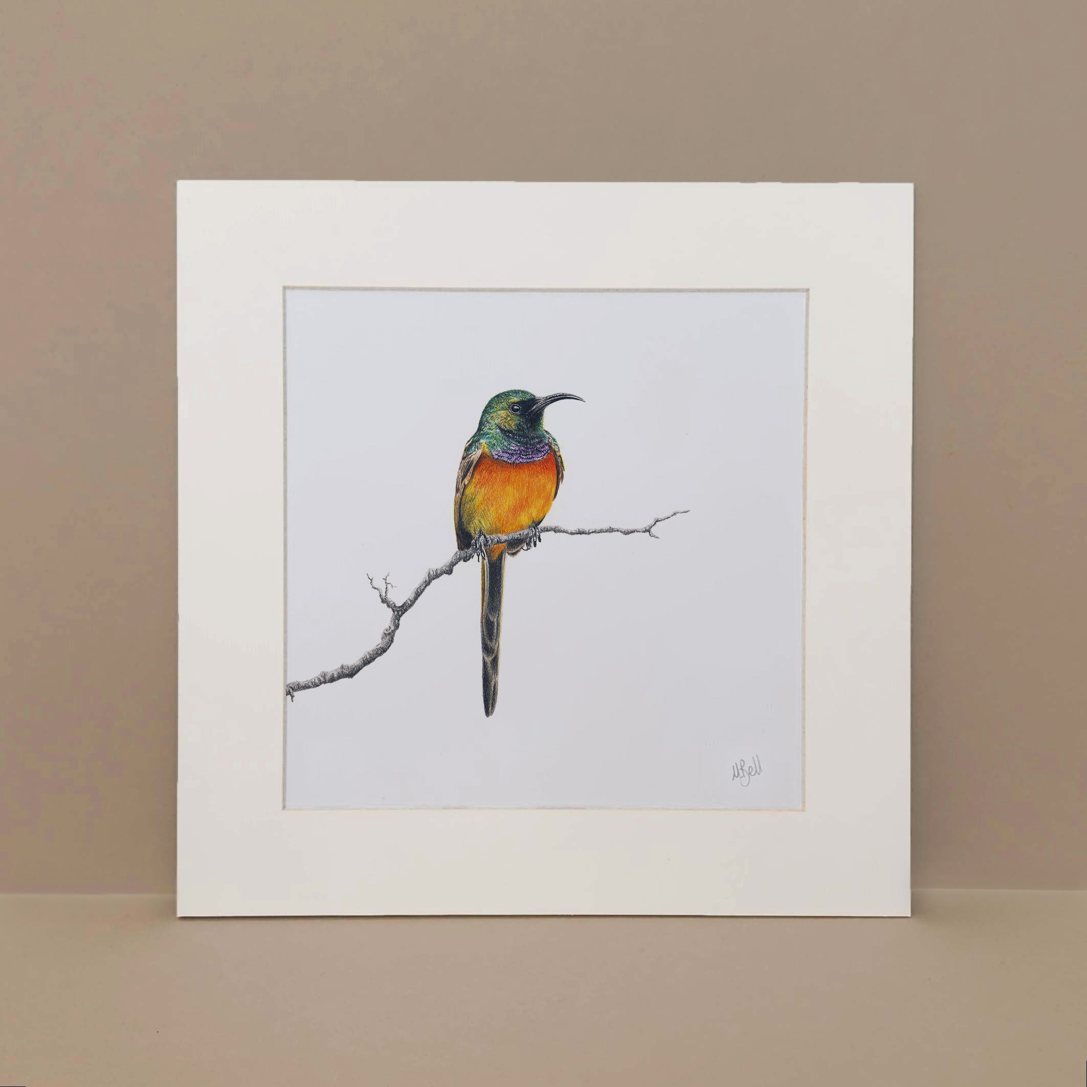 Orange Breasted Sunbird in the Fynbos pencil artwork