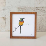 Kiaat wood framed miniature artwork of an Orange Breasted Sunbird, part of wildlife artist Matthew Bell's birds of South Africa gallery