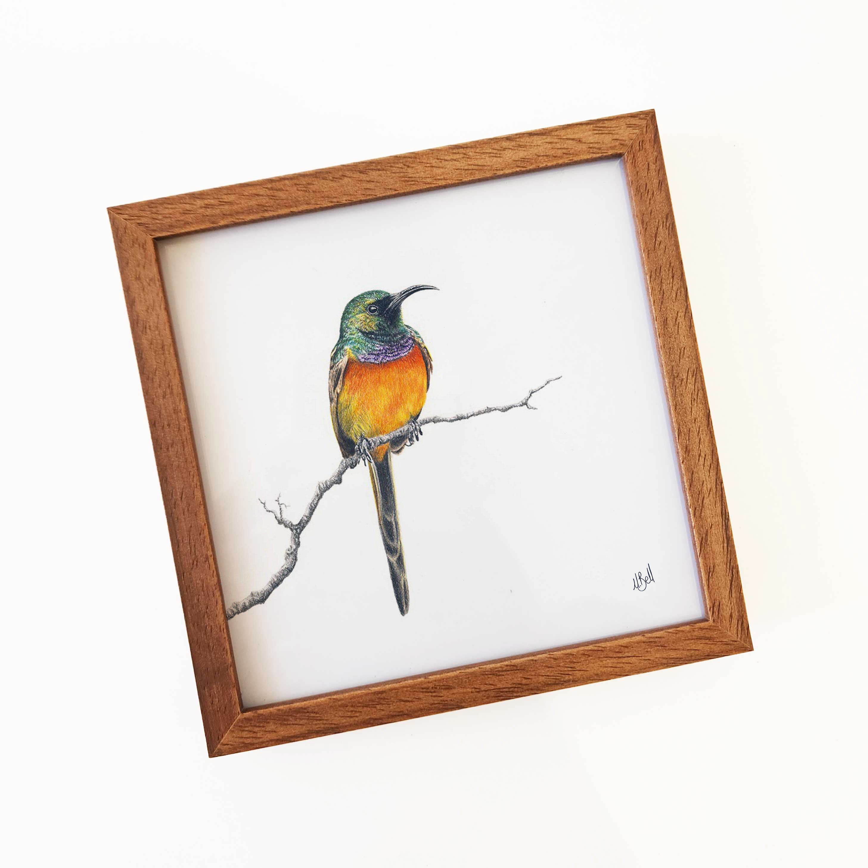 Kiaat wood framed miniature artwork of an Orange Breasted Sunbird, part of wildlife artist Matthew Bell's birds of South Africa gallery