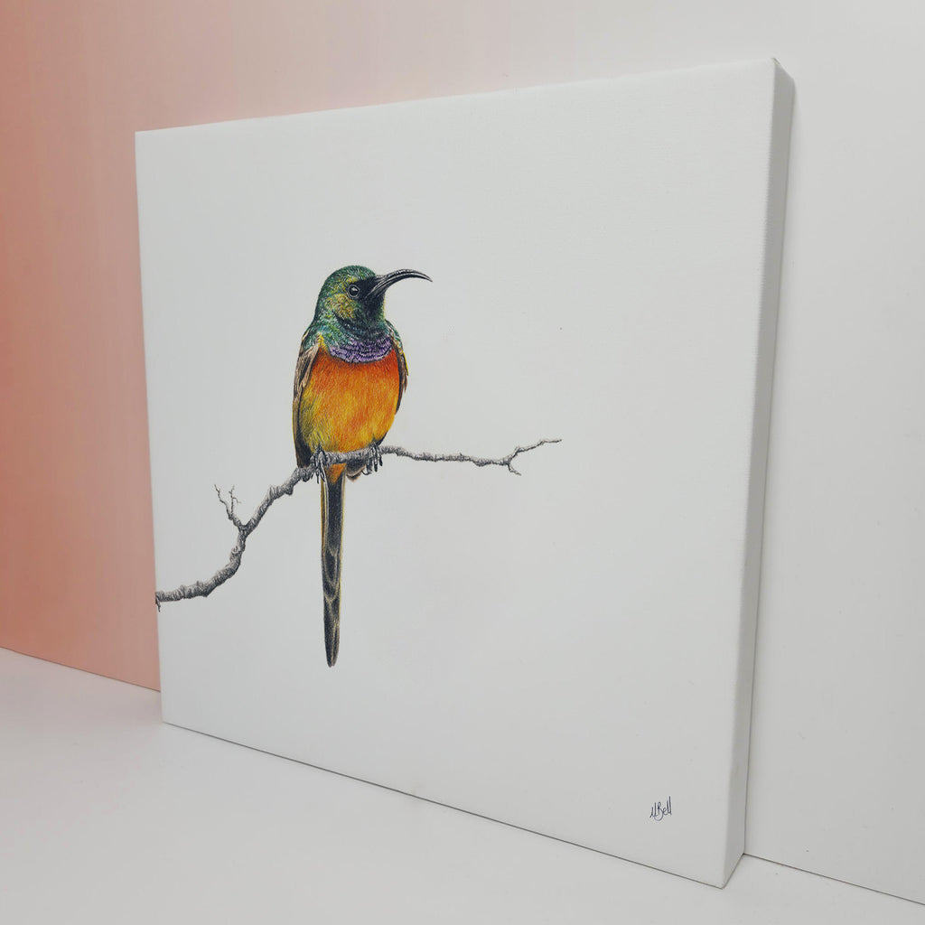 Orange Breasted Sunbird in Fynbos African wildlife bird artwork on canvas