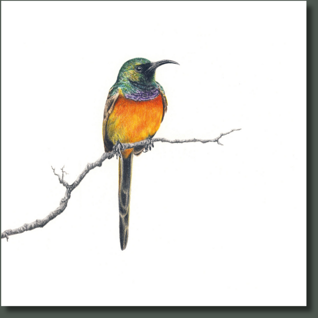 Orange Breasted Sunbird in Fynbos African wildlife bird artwork on canvas