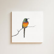 Orange Breasted Sunbird drawing on canvas by South African wildlife artist Matthew Bell