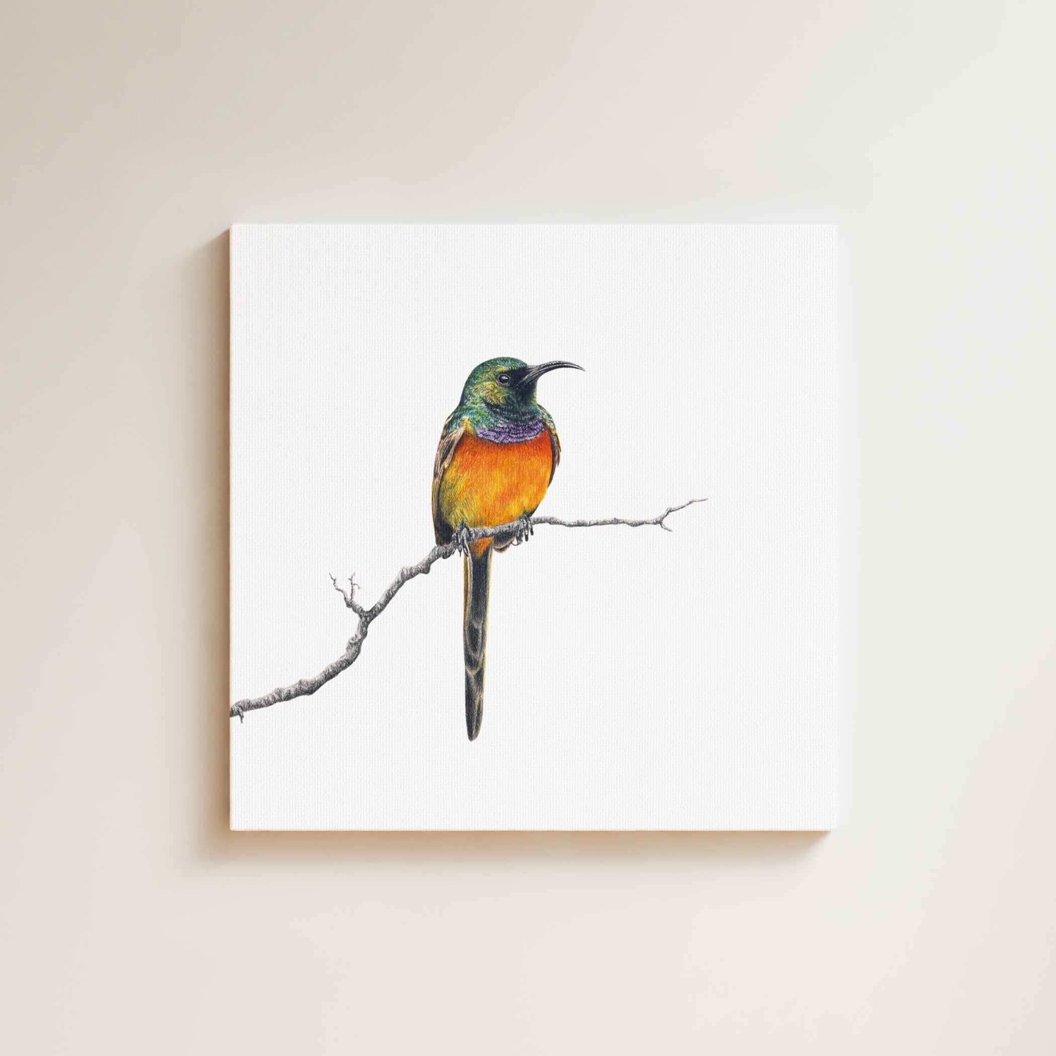 Orange Breasted Sunbird drawing on canvas by South African wildlife artist Matthew Bell