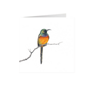 Orange Breasted Sunbird Greeting Card - OBS1