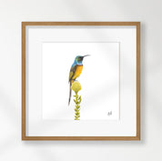 Orange Breasted Sunbird - OBS2