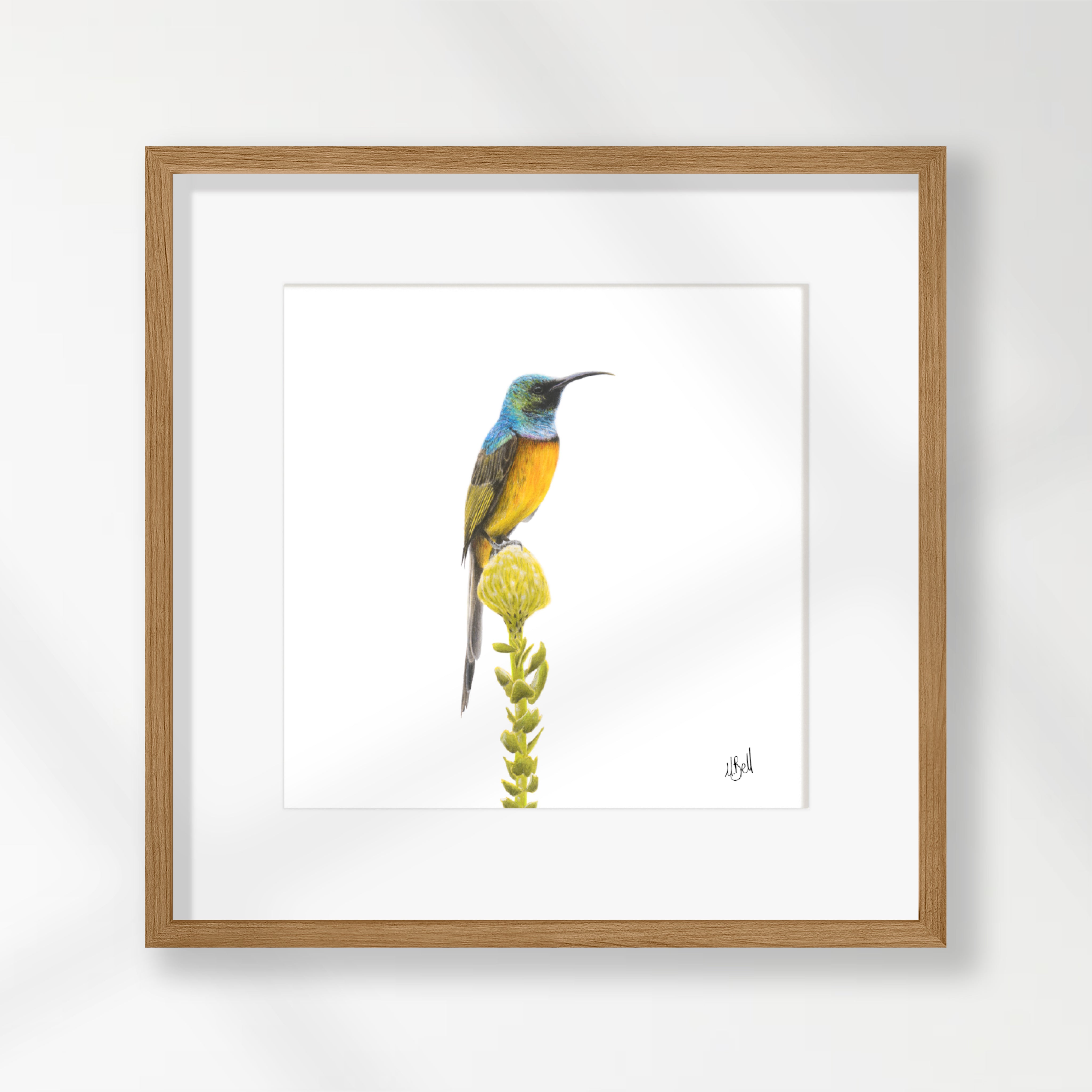Orange Breasted Sunbird - OBS2