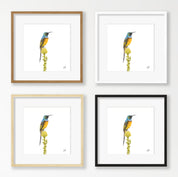 Orange Breasted Sunbird - OBS2