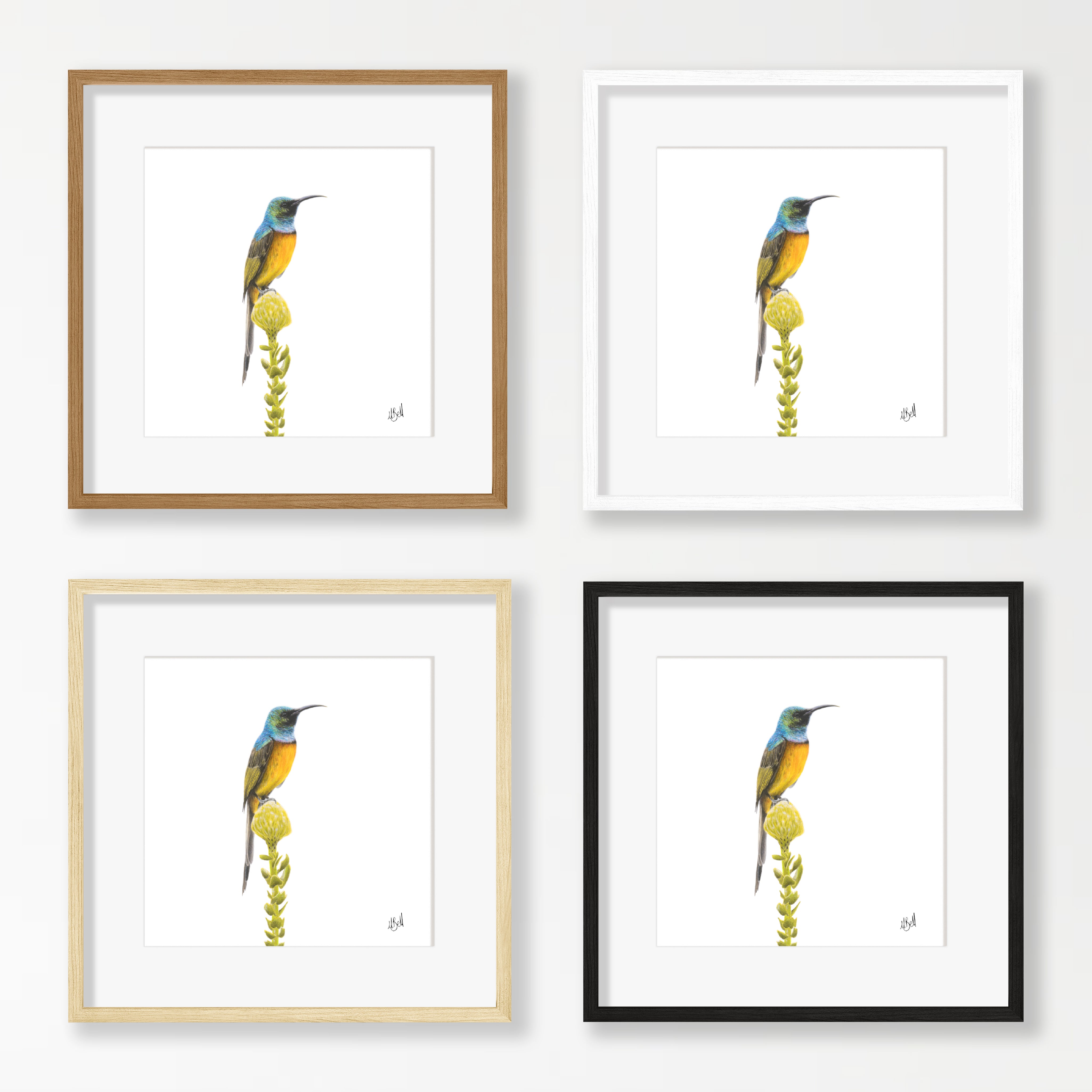 Orange Breasted Sunbird - OBS2