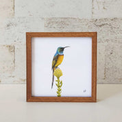 Kiaat wood framed miniature artwork of an Orange Breasted Sunbird, part of wildlife artist Matthew Bell's birds of South Africa gallery