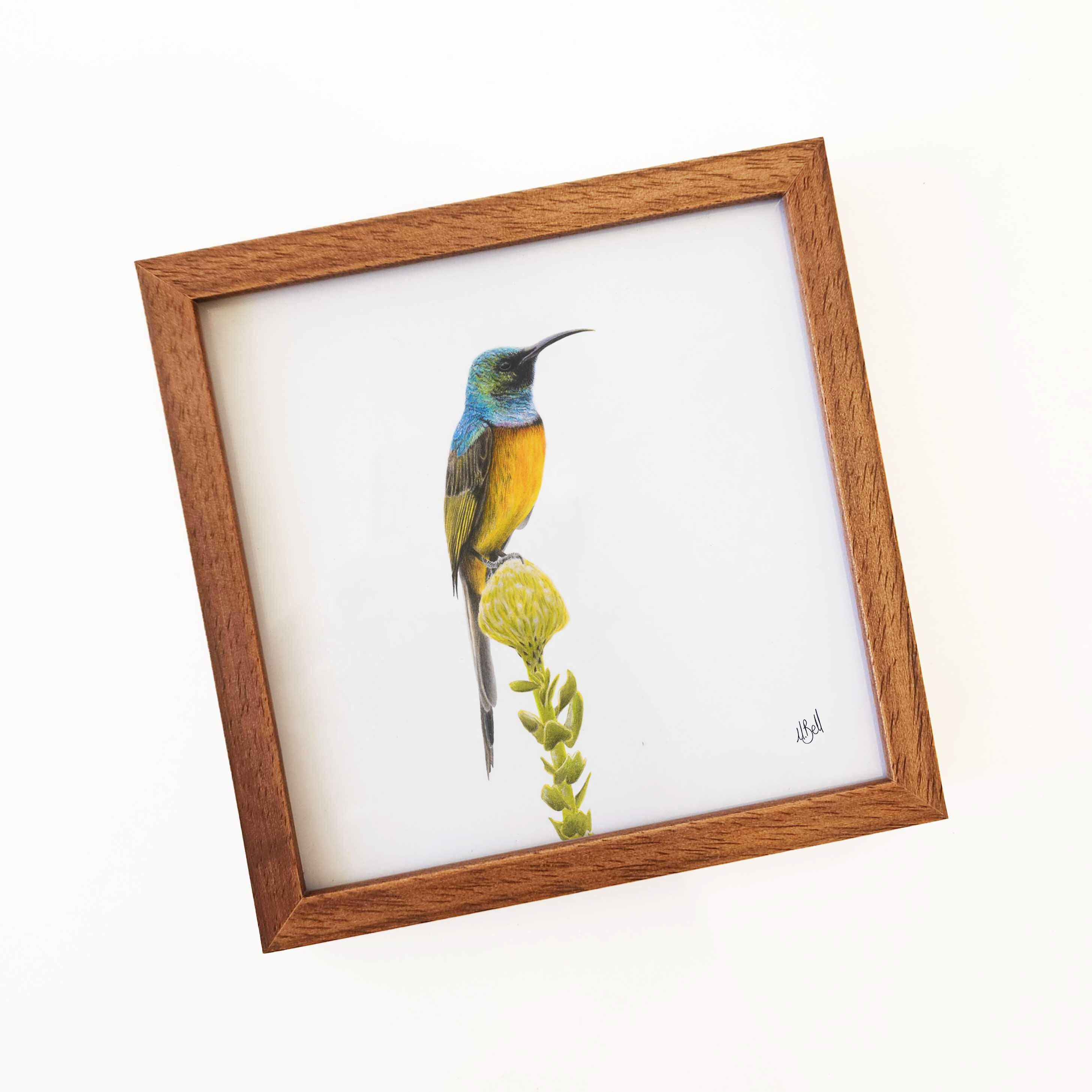 Kiaat wood framed miniature artwork of an Orange Breasted Sunbird, part of wildlife artist Matthew Bell's birds of South Africa gallery