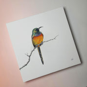 Orange Breasted Sunbird in Fynbos African wildlife bird artwork on canvas