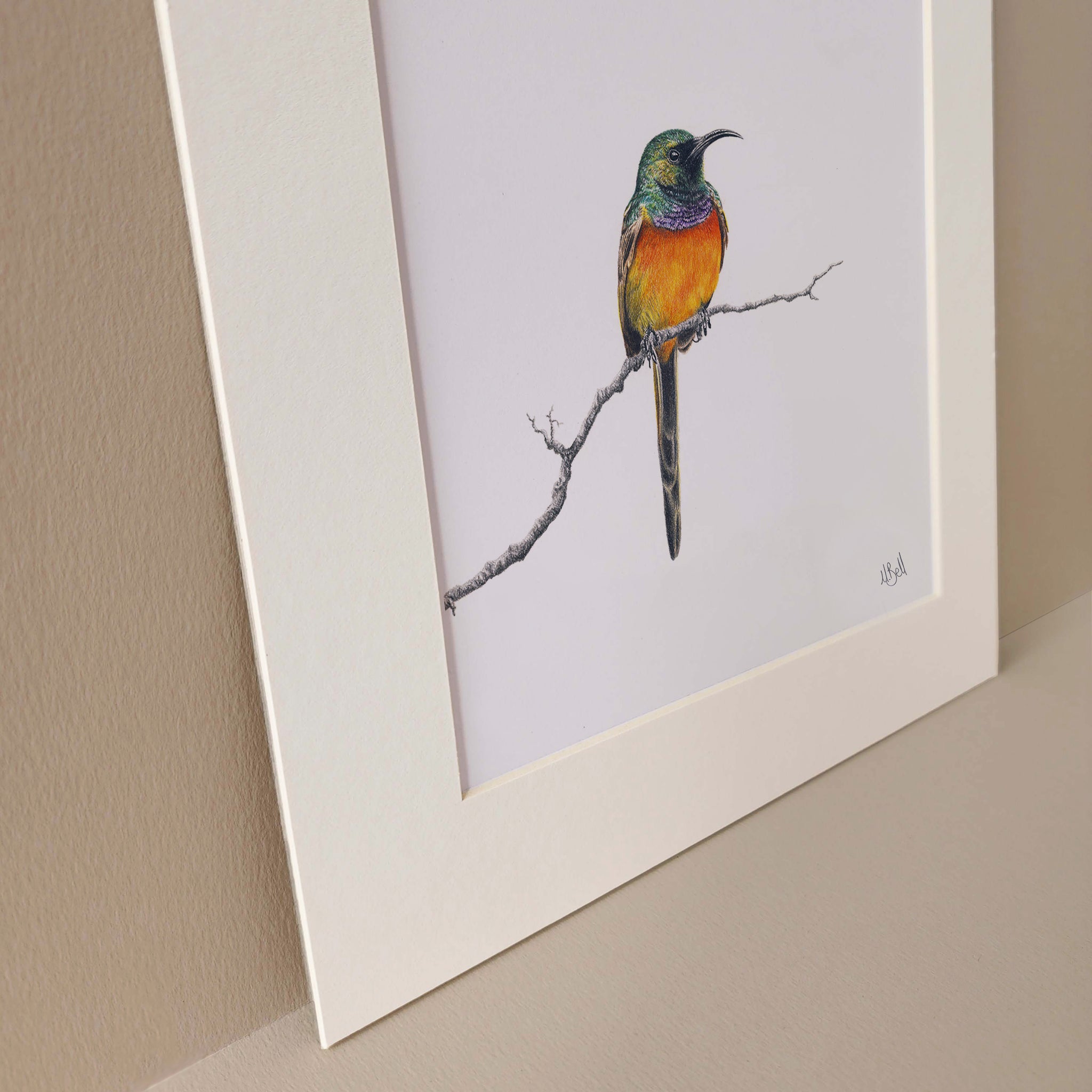 Orange Breasted Sunbird in the Fynbos pencil artwork