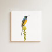 Orange Breasted Sunbird drawing on canvas by South African wildlife artist Matthew Bell
