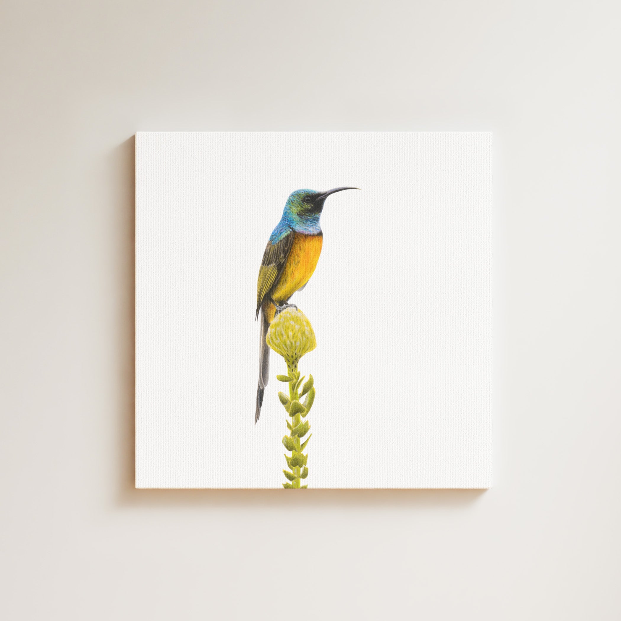 Orange Breasted Sunbird drawing on canvas by South African wildlife artist Matthew Bell