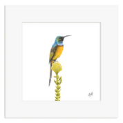 Orange Breasted Sunbird - OBS2