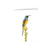 Orange Breasted Sunbird Greeting Card - OBS2