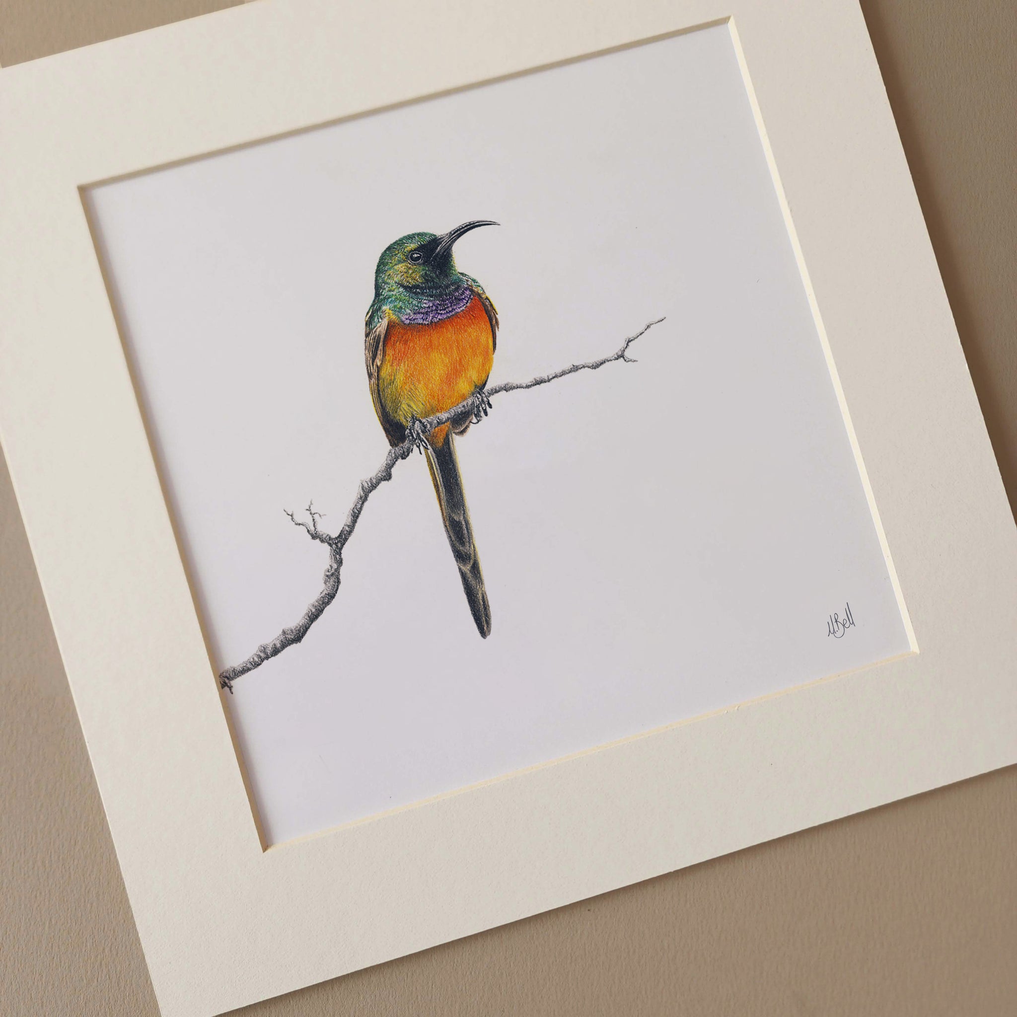 Orange Breasted Sunbird in the Fynbos pencil artwork