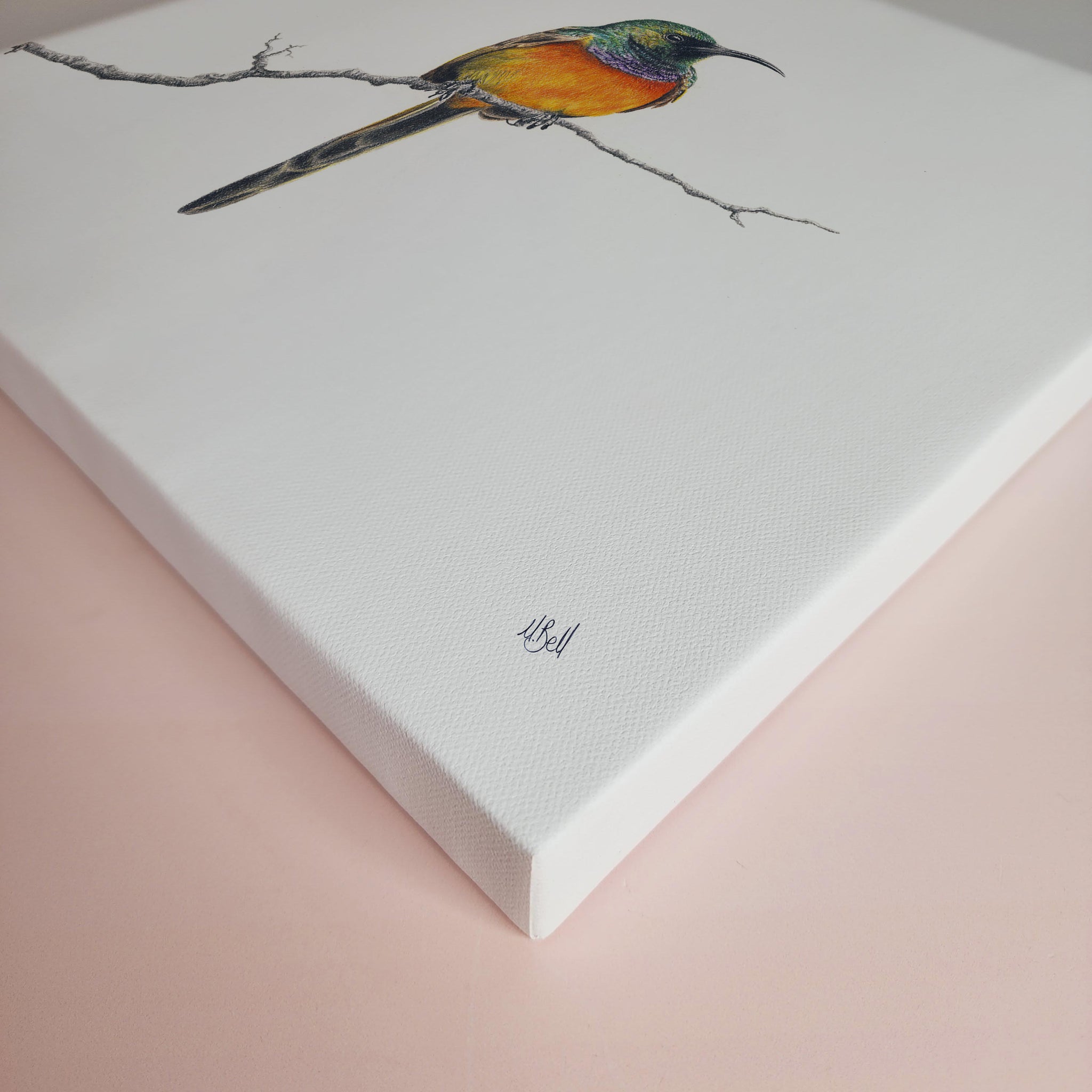 Orange Breasted Sunbird in Fynbos African wildlife bird artwork on canvas