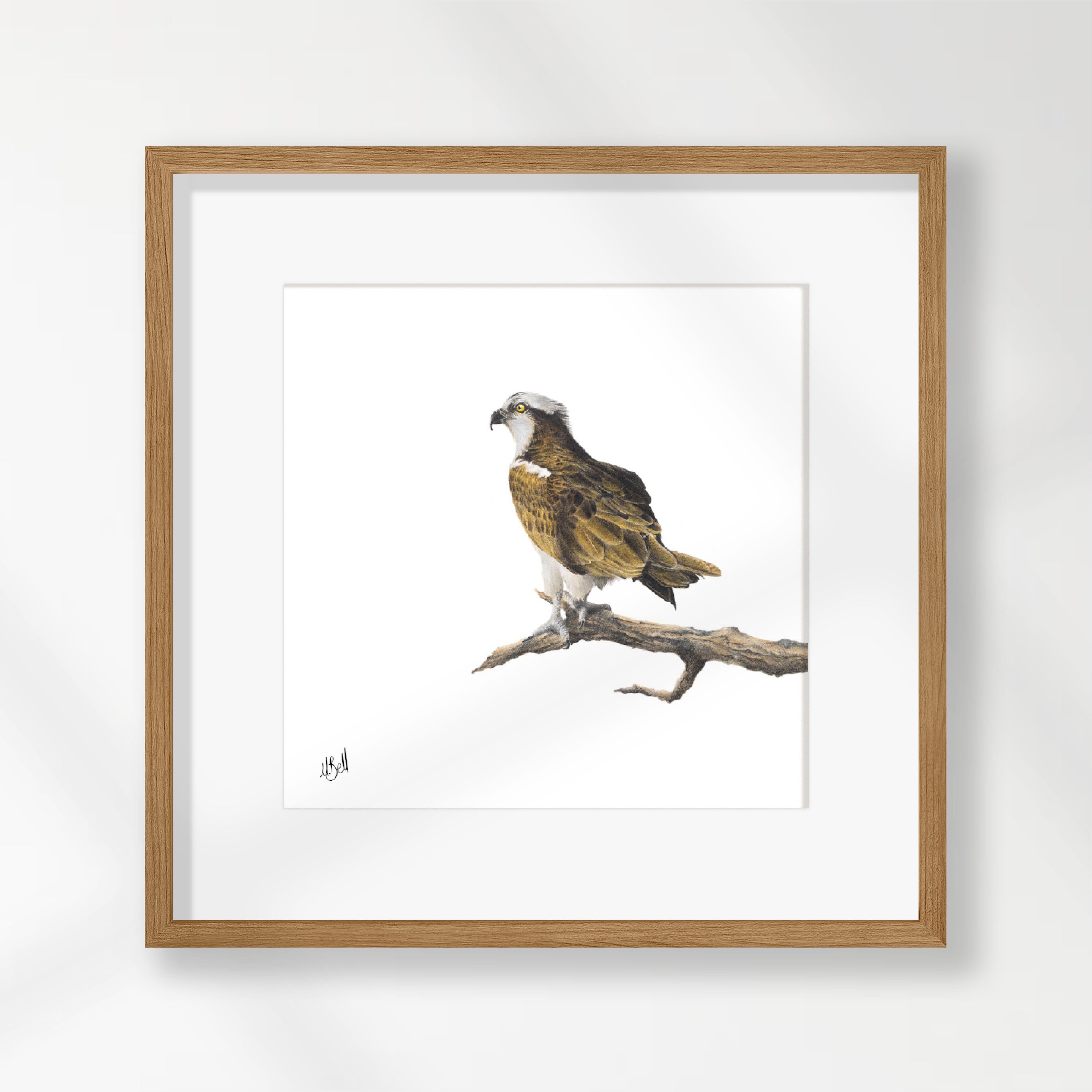 Osprey - OSP