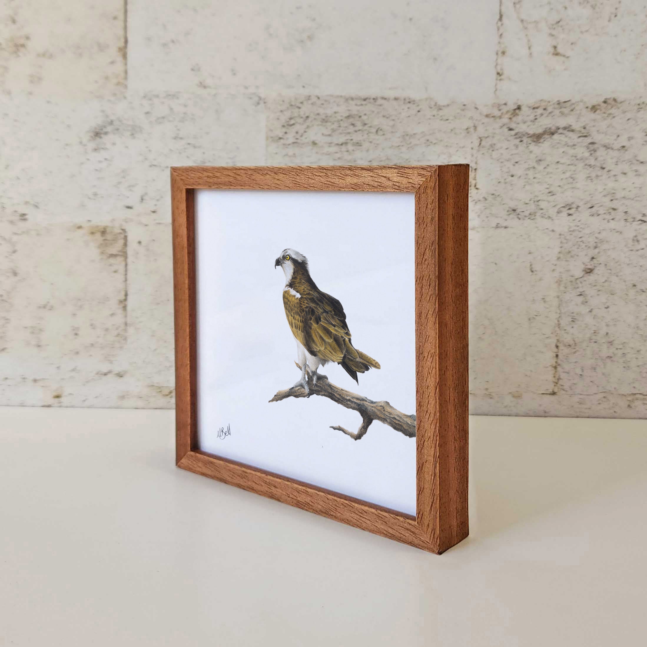 Kiaat wood framed miniature artwork of an Osprey Eagle, part of wildlife artist Matthew Bell's birds of South Africa gallery