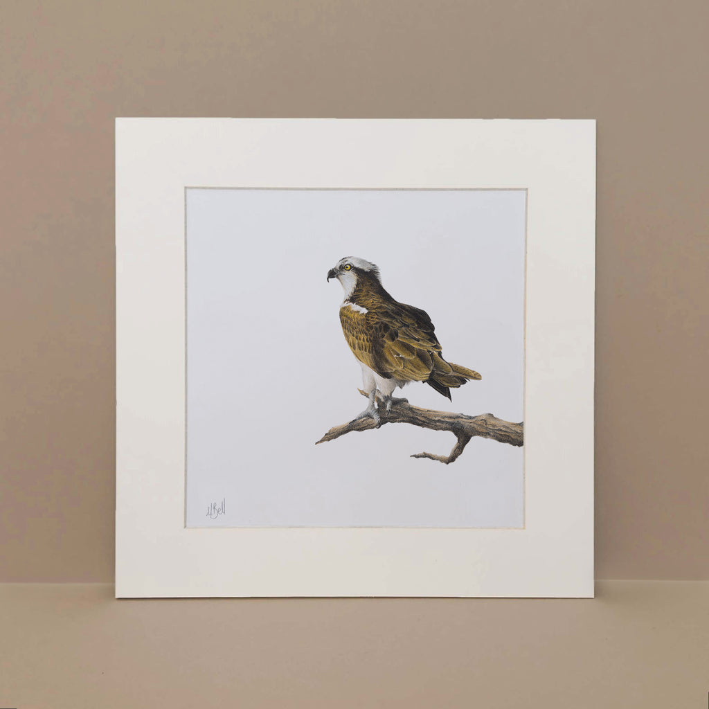 Osprey eagle South African bird of prey artwork
