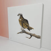 Stretched canvas South African bird artwork of an Osprey Eagle