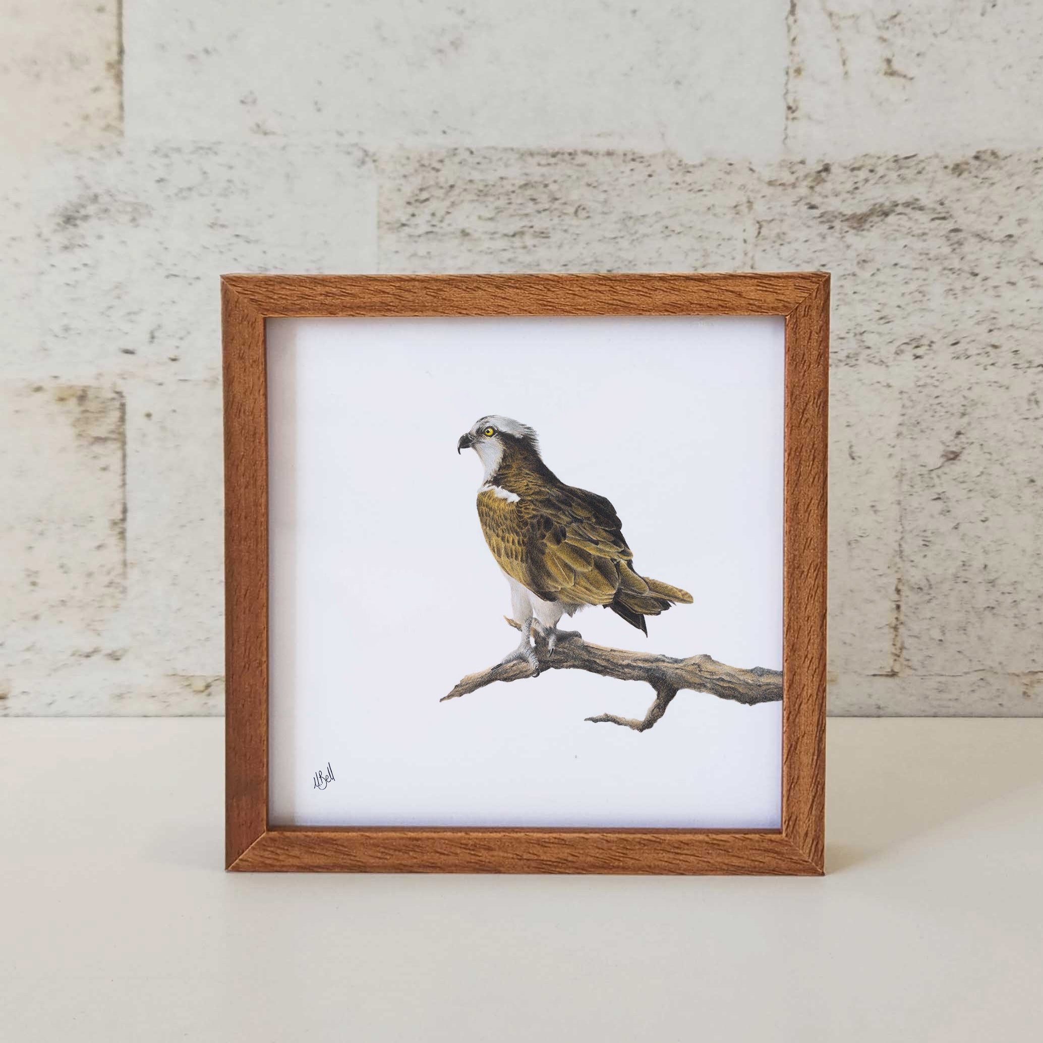 Kiaat wood framed miniature artwork of an Osprey Eagle, part of wildlife artist Matthew Bell's birds of South Africa gallery