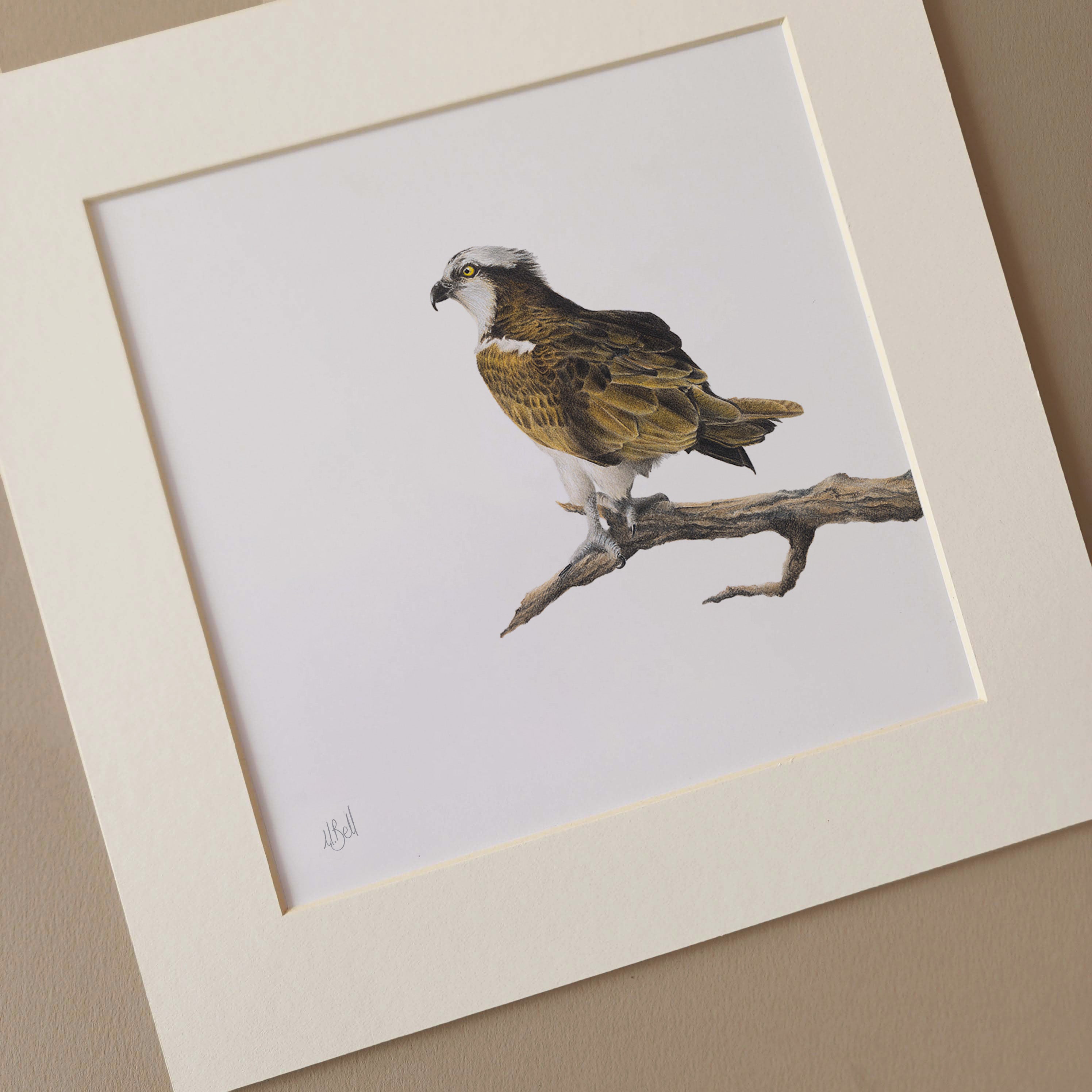 Osprey eagle South African bird of prey artwork