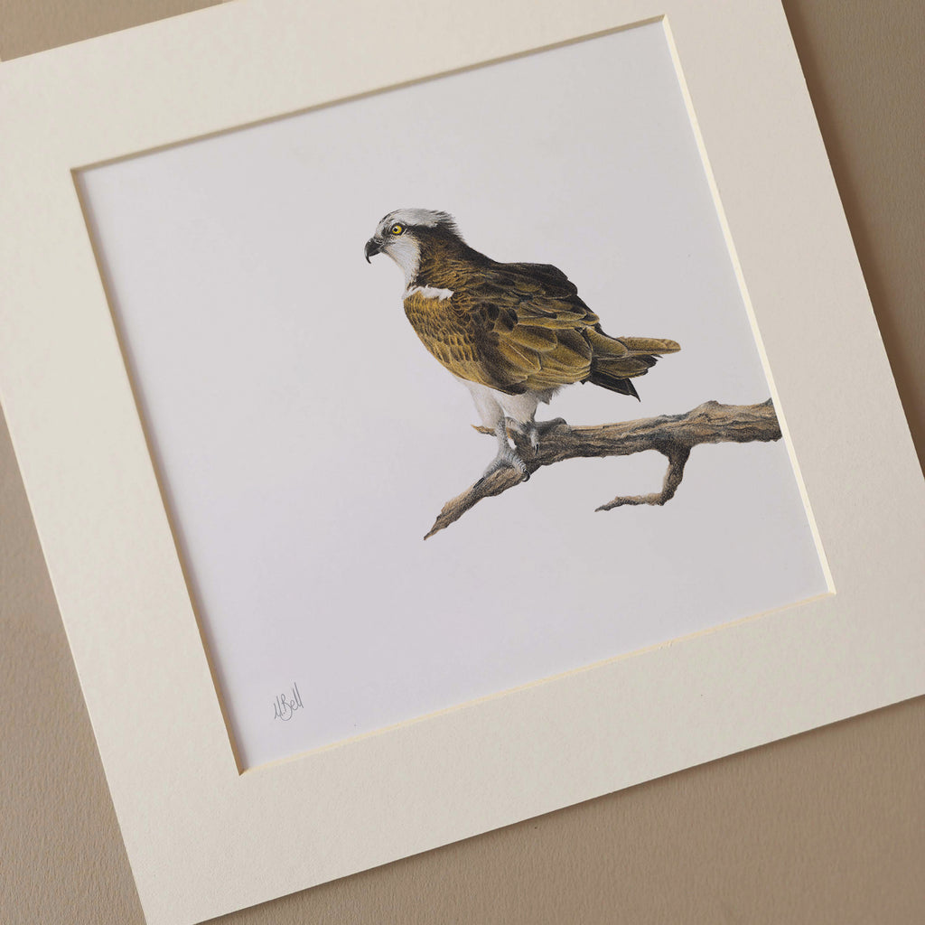 Osprey eagle South African bird of prey artwork