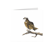 Osprey Greeting Card - OSP