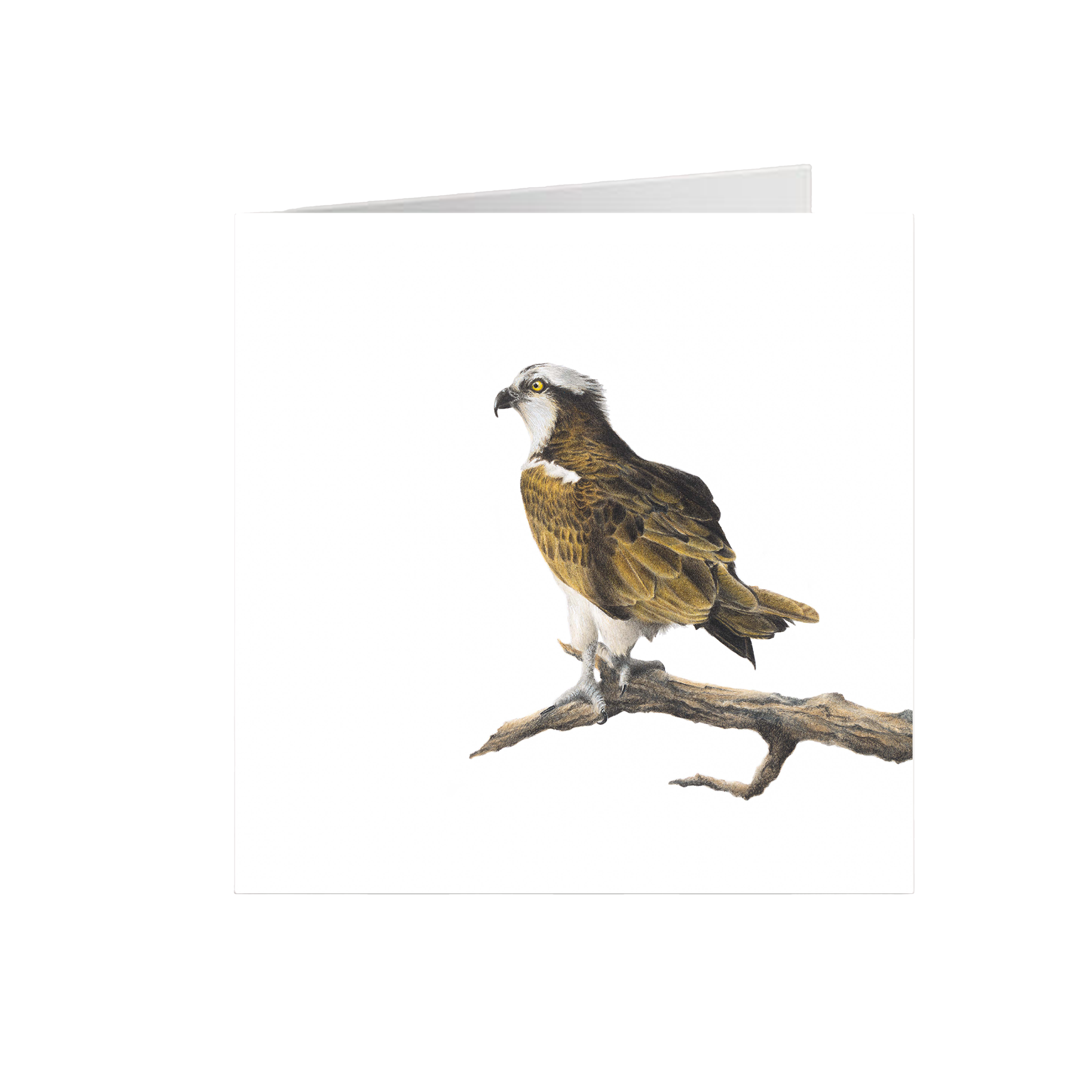 Osprey Greeting Card - OSP