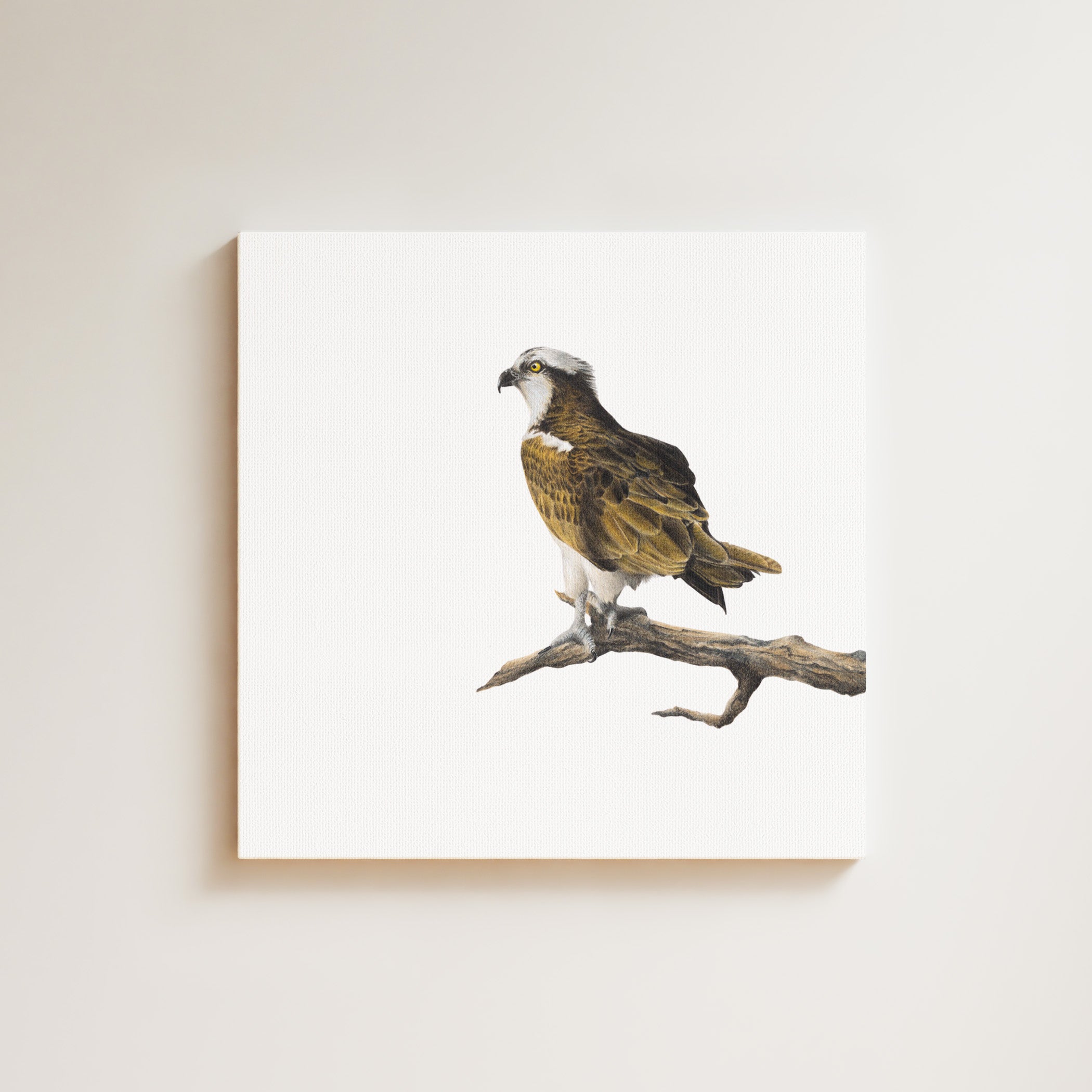Osprey drawing on canvas by South African wildlife artist Matthew Bell