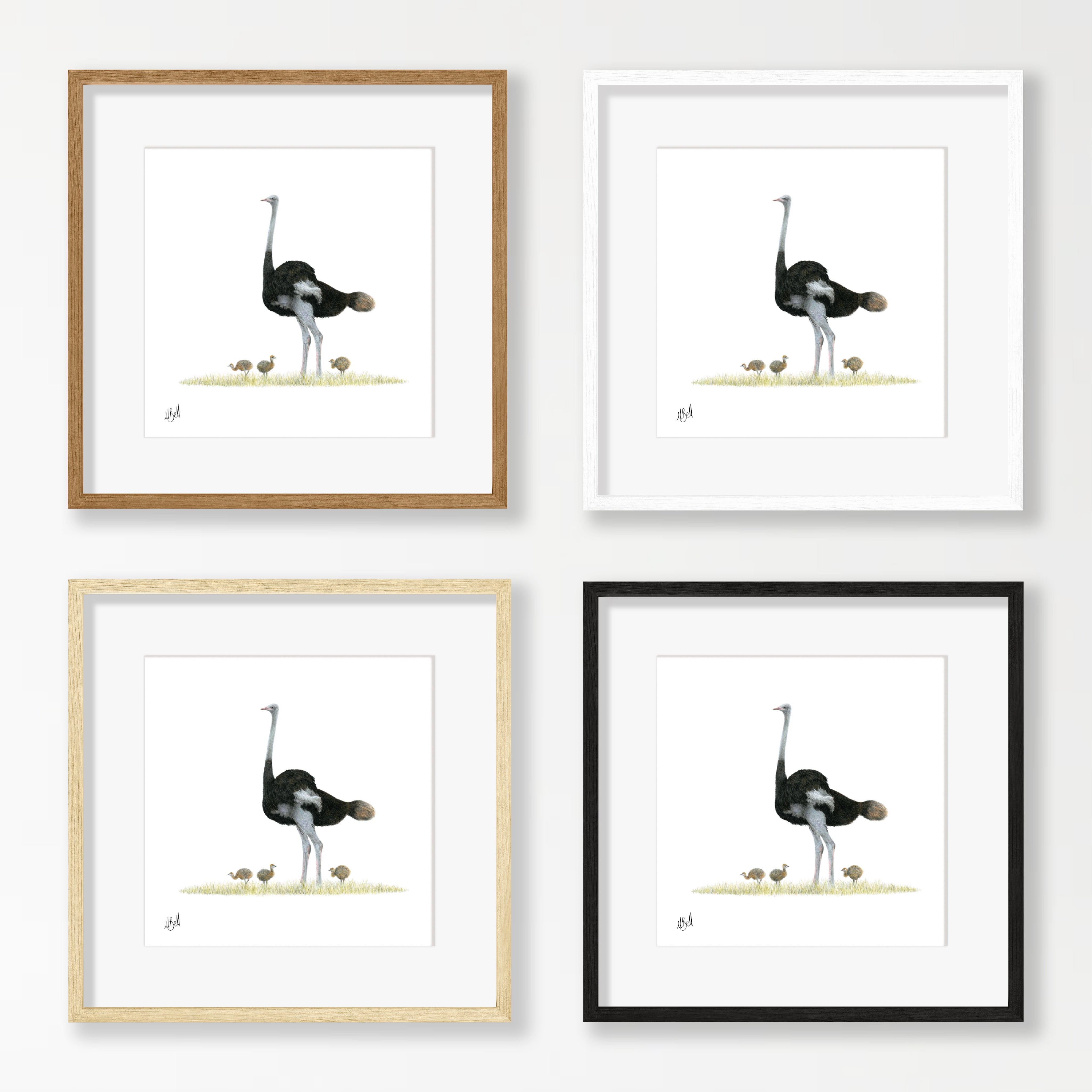 Ostrich - OST